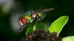 A különböző típusú legyek várható élettartama